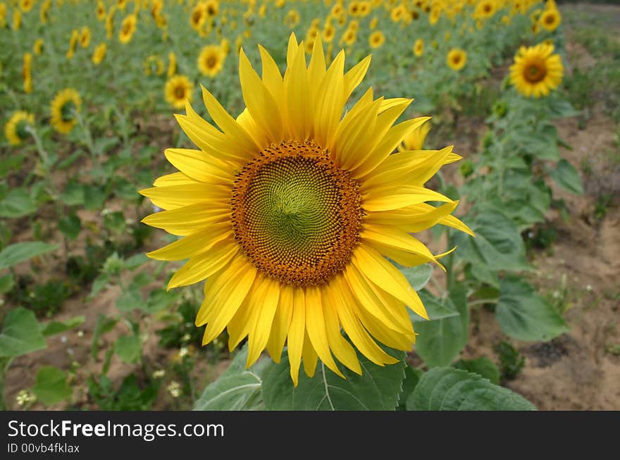 Close up focus of a sunflower isolated from a blurred field full of sunflowers. Close up focus of a sunflower isolated from a blurred field full of sunflowers.