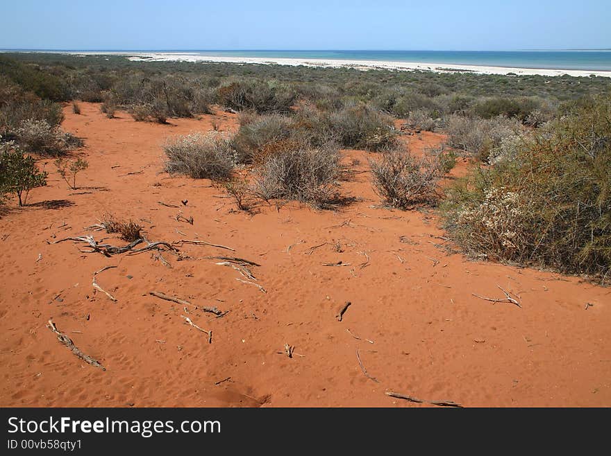 Wide angle shot of shrubby plants and idyllic sandy beach in background. Australia. Wide angle shot of shrubby plants and idyllic sandy beach in background. Australia