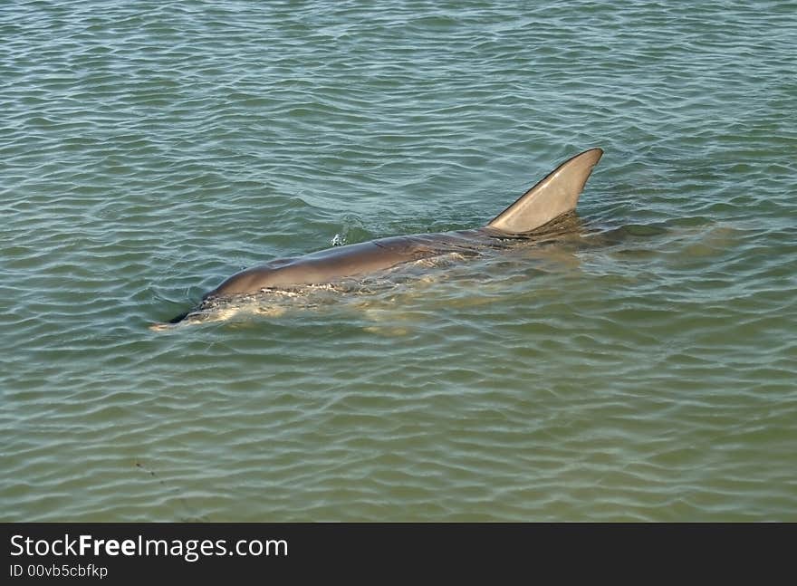 Shot of a dolphin swimming on the surface of the ocean water. Australia