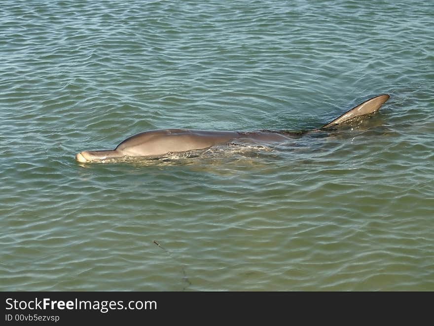 Dolphin Peeking