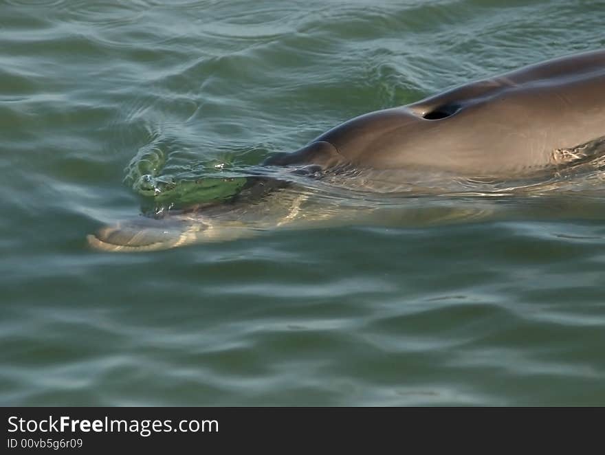 Close shot of a dolphin swimming on the surface of the ocean water. Australia