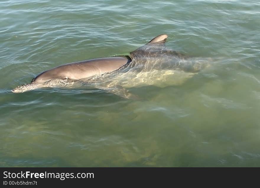 Dolphin Peeking