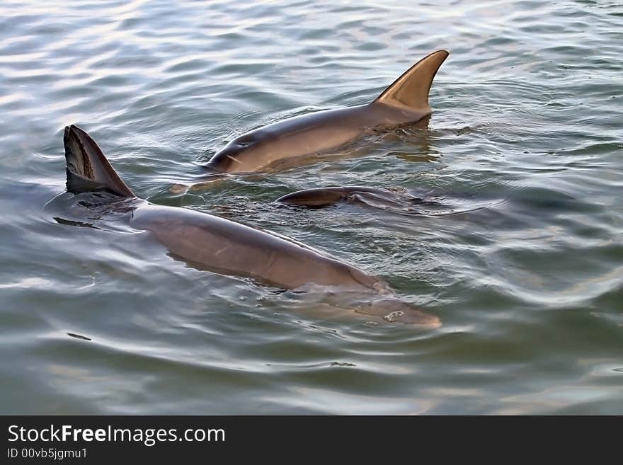 Shot of a dolphin family swimming on the surface of the ocean water. Australia. Shot of a dolphin family swimming on the surface of the ocean water. Australia