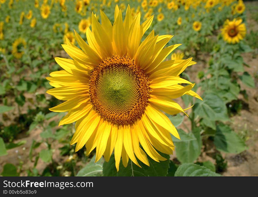 Sunflower field