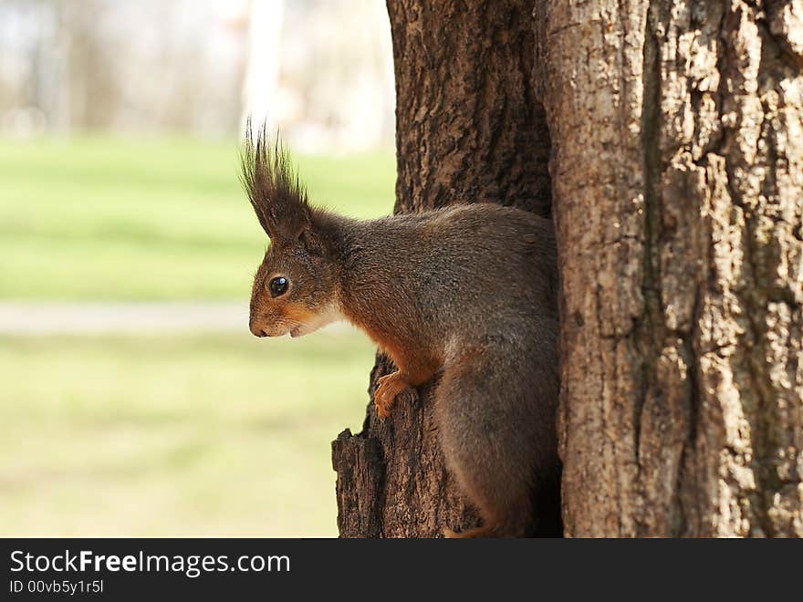 Squirrel