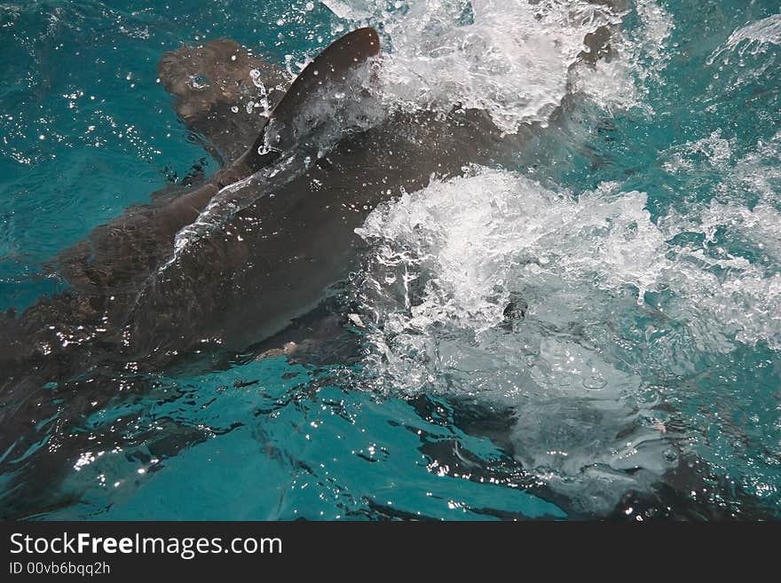 Close shot of a splashing water from a shark attack. Blue hole, Belize