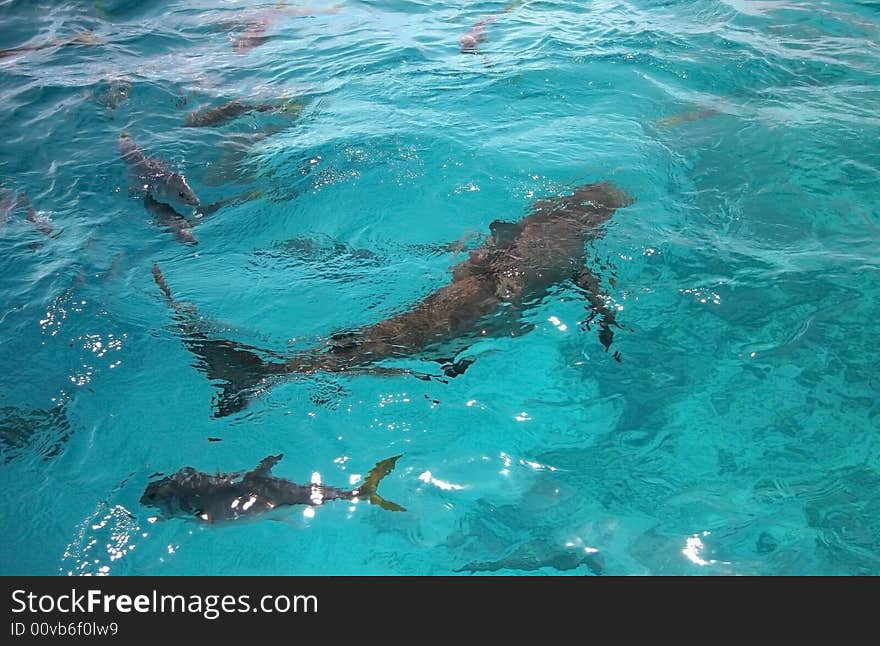 Sharks swimming in turquoise ocean water.  Blue hole, Belize. Sharks swimming in turquoise ocean water.  Blue hole, Belize