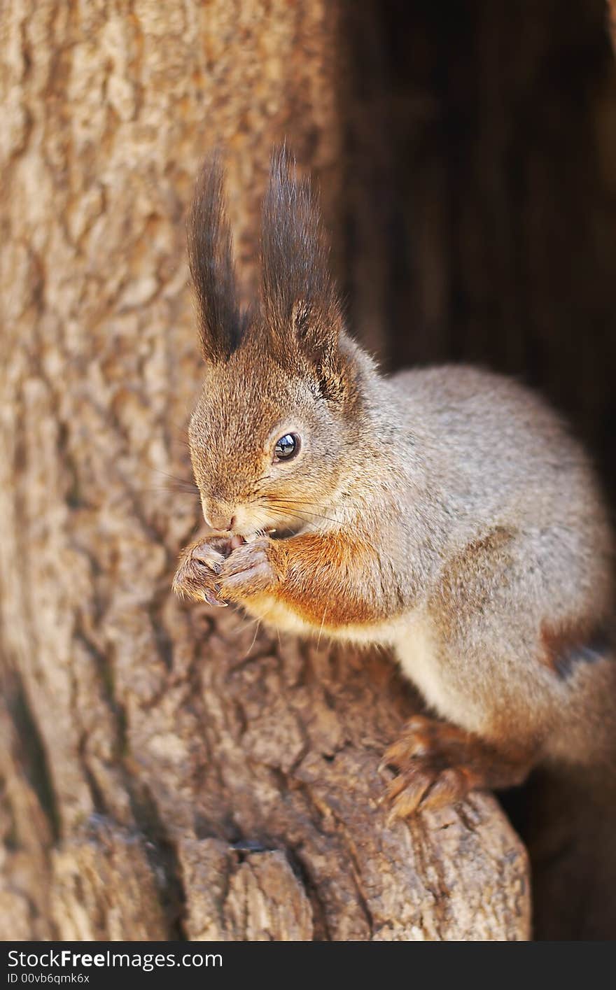 Squirrel