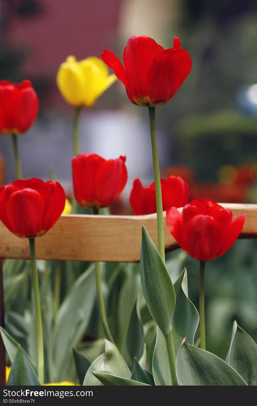 Tulip while bursting forth in the nursery. Tulip while bursting forth in the nursery.