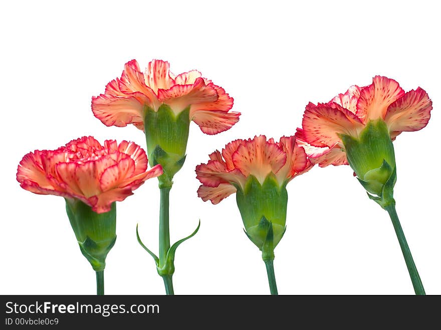 Fragrance red color carnation in white background