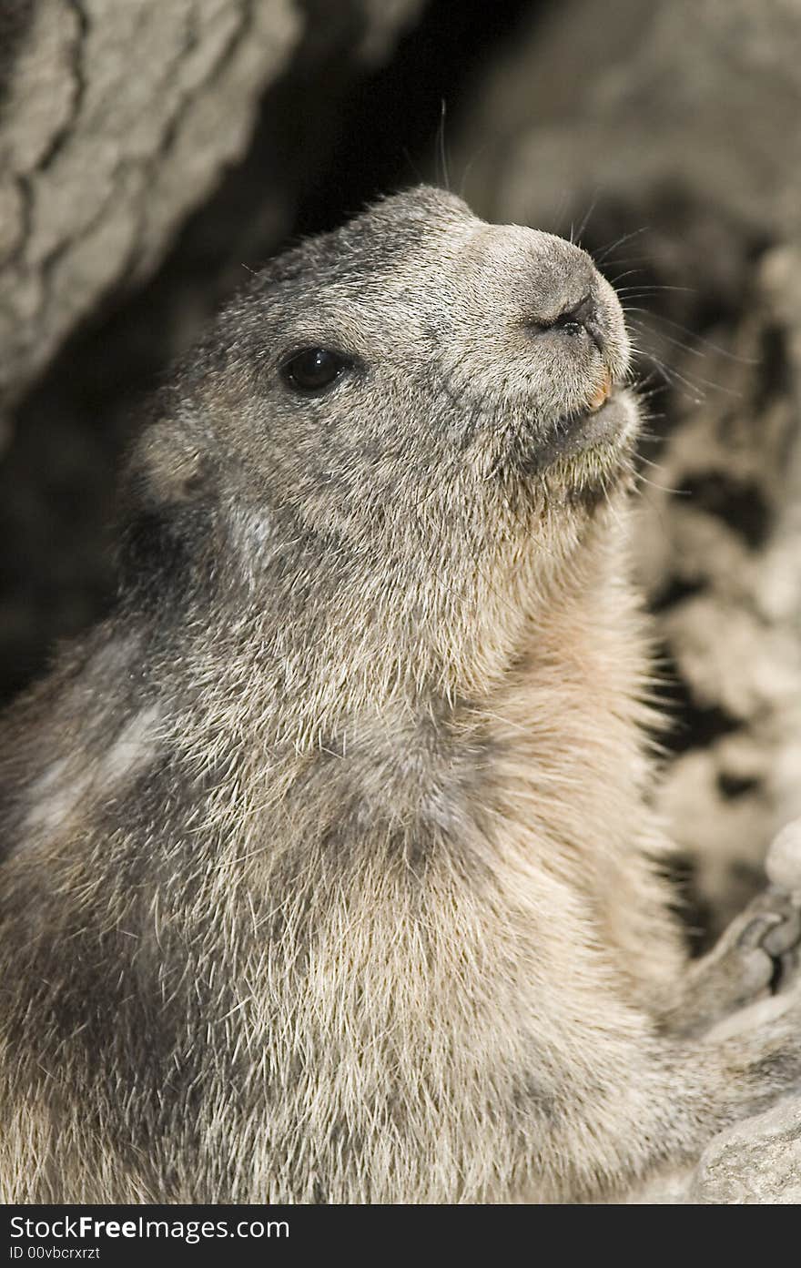 Marmot gaze you.