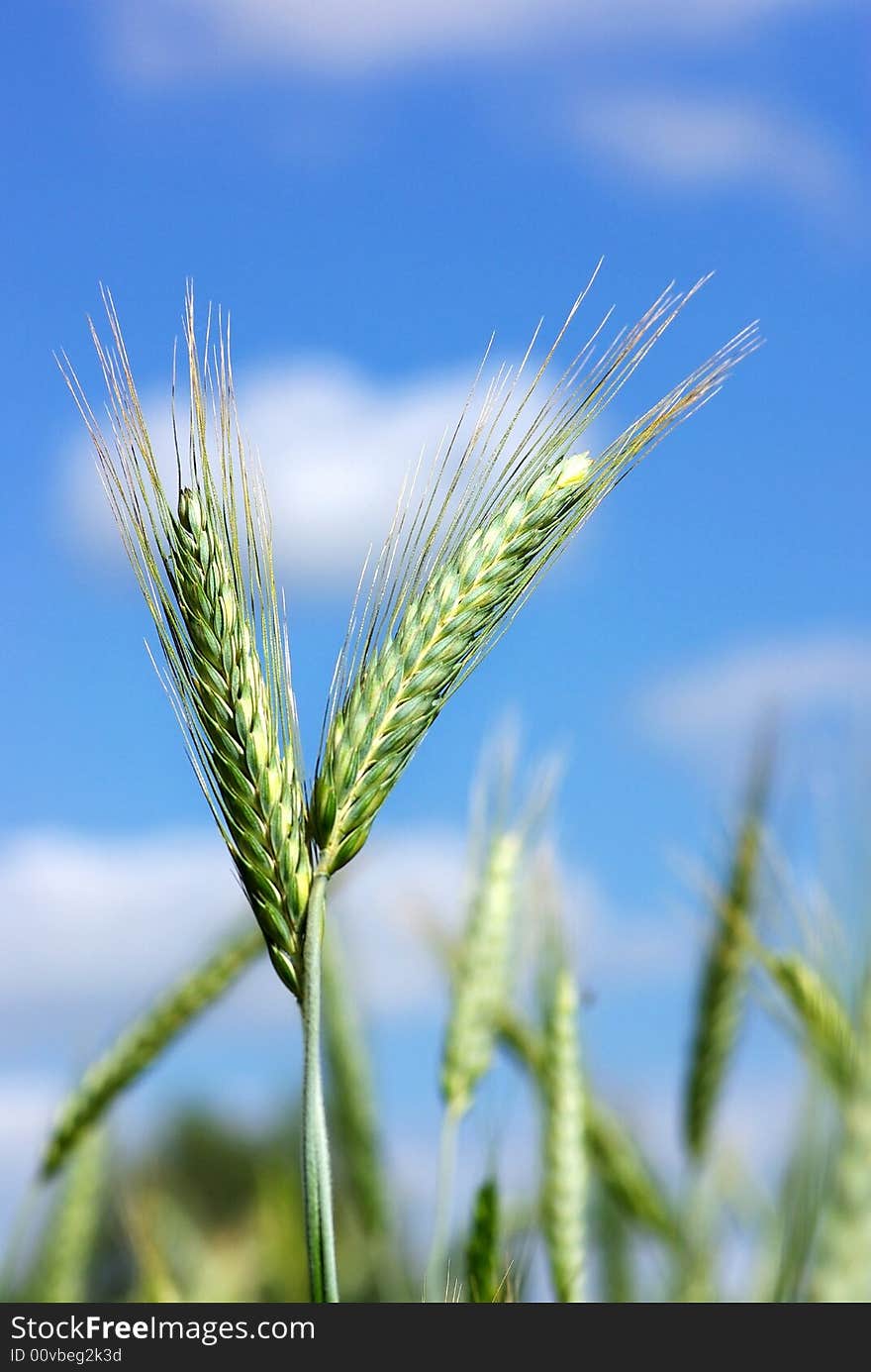 Spikes Of Wheat In The Spring