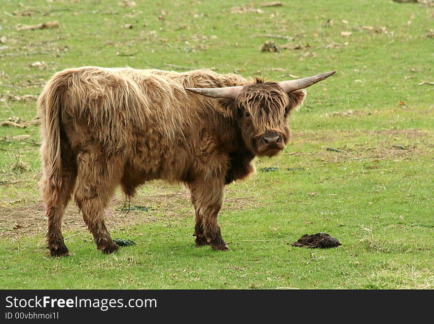 Highland cow in a field