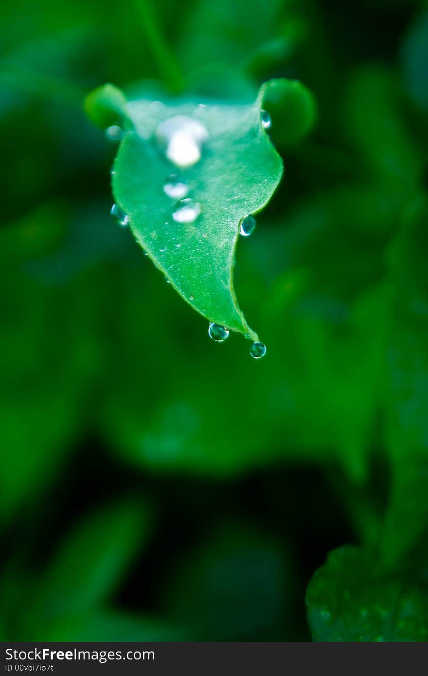 Image of dew on a leaf in the morning