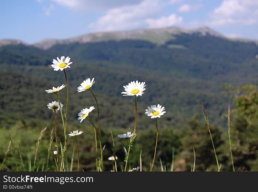 Camomiles