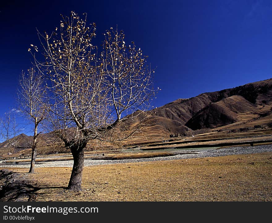 Trees live in the plain,winter season