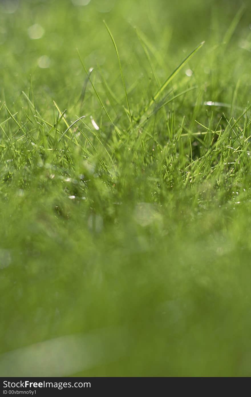 Close up of green grass.