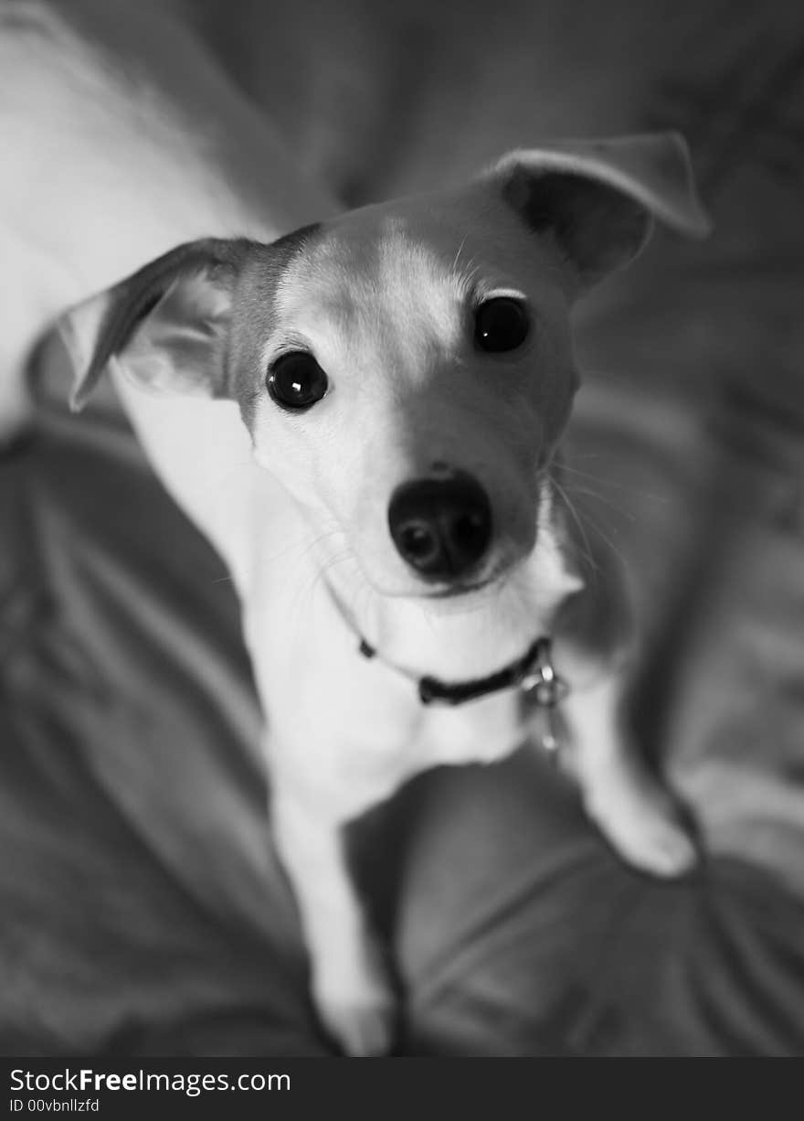 Jack russel dog with a nosey nature. Jack russel dog with a nosey nature