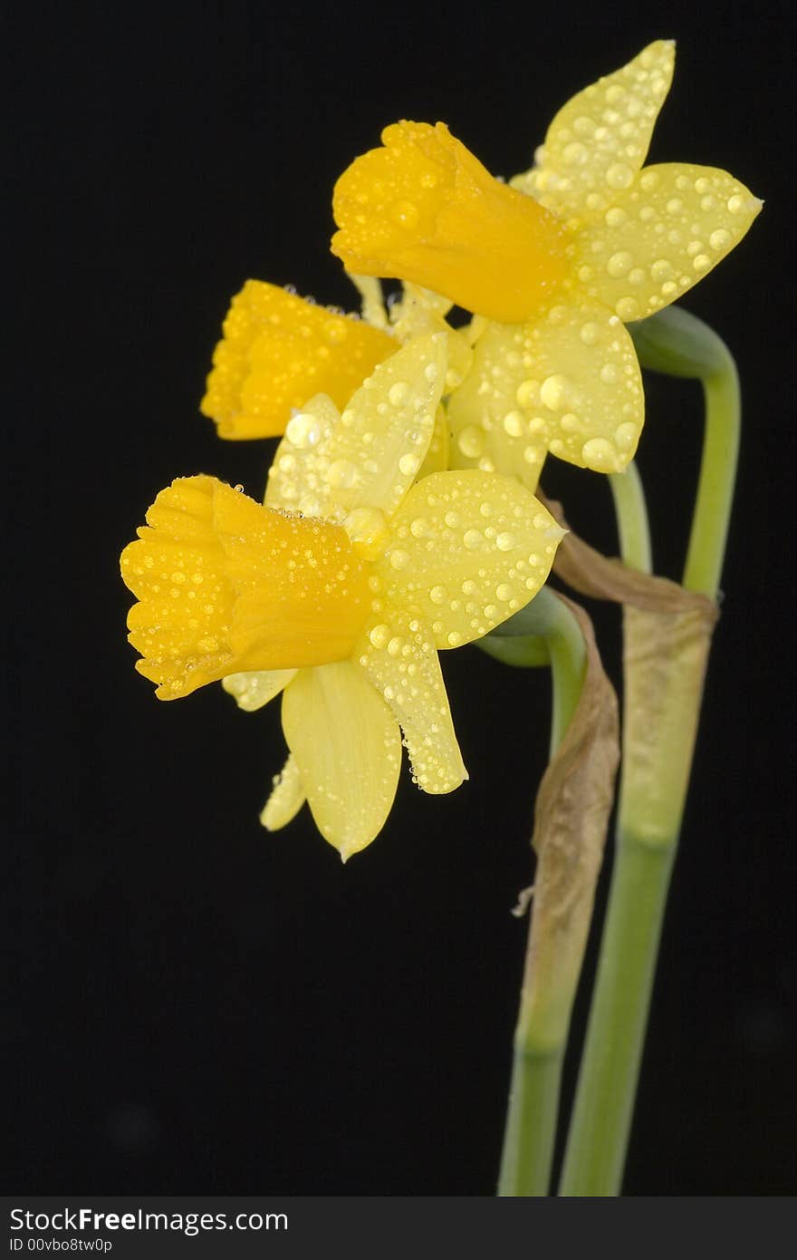 March's cup is one of the first spring flowers