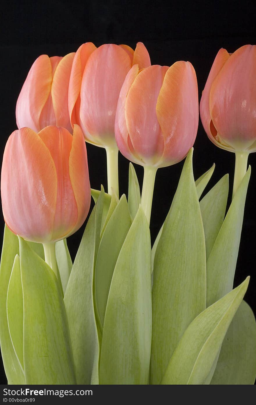 Tulips are also used as messengers of spring means