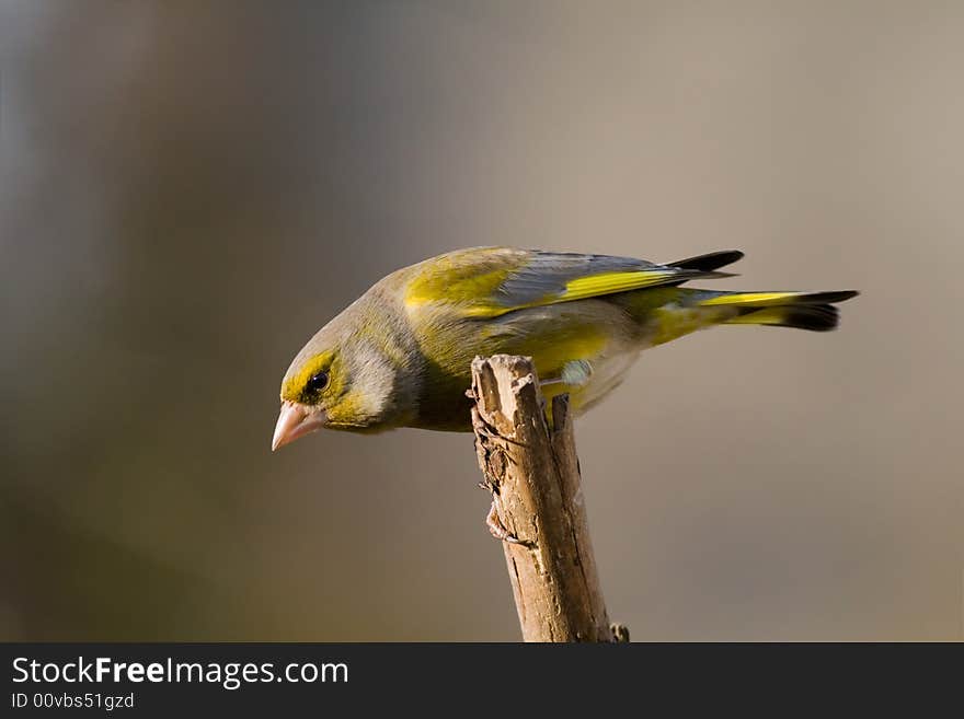 Greenfinch (Carduelis chloris)