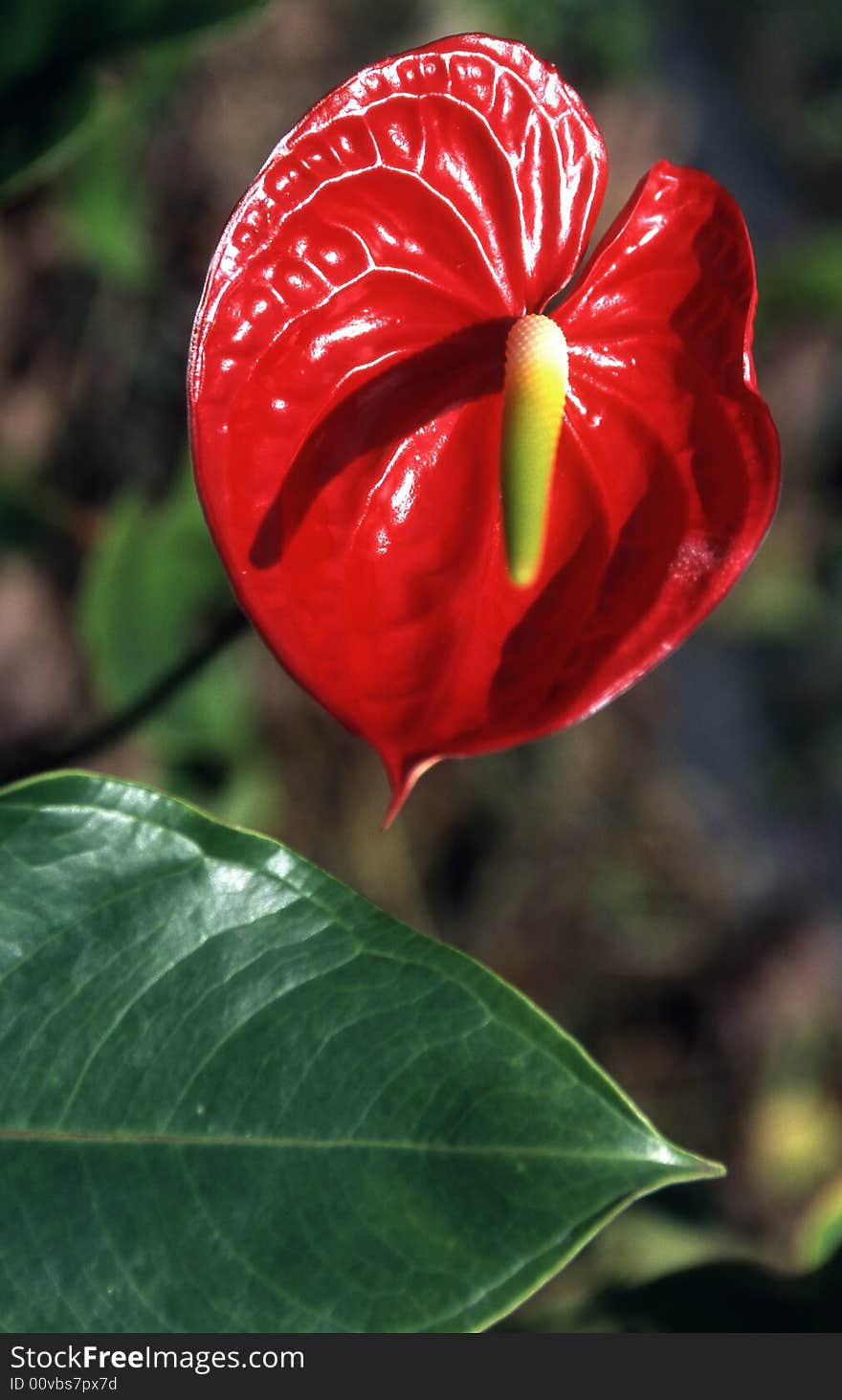 Big red flower with leaf