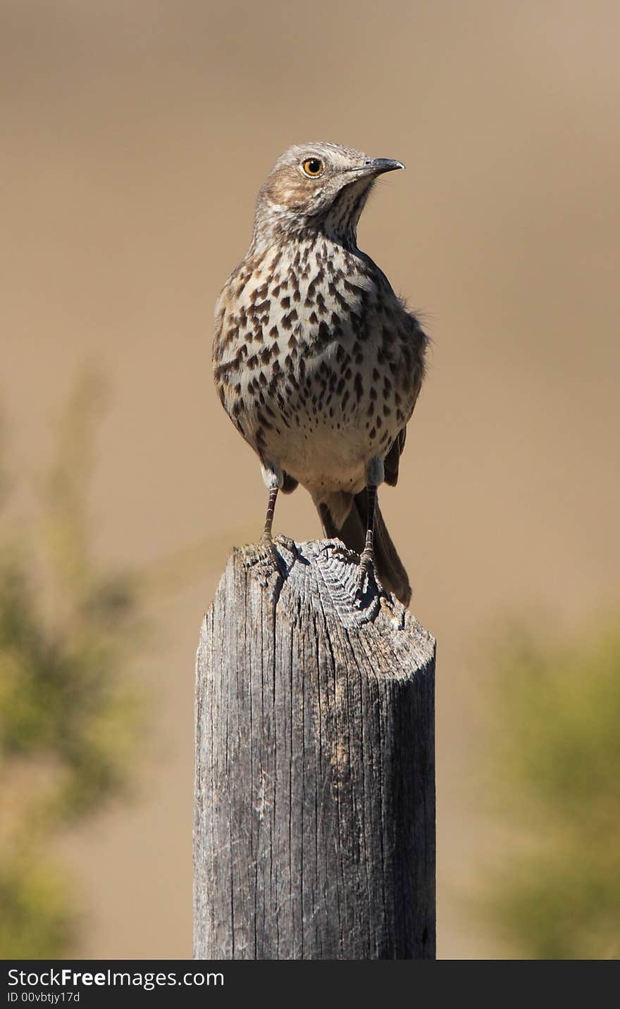 Sage Thrasher at Guadalupe Mountains National Park