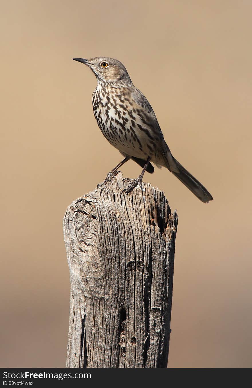 Sage Thrasher at Guadalupe Mountains National Park