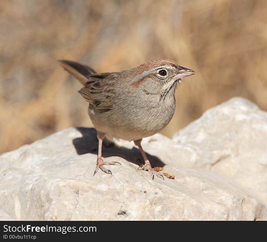 Rufous-Crowned Sparrow at Guadalupe Mountains National Park