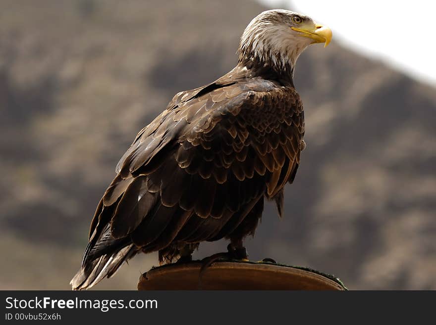 Eagle