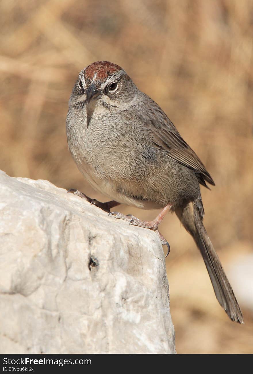 Rufous-Crowned Sparrow at Guadalupe Mountains National Park