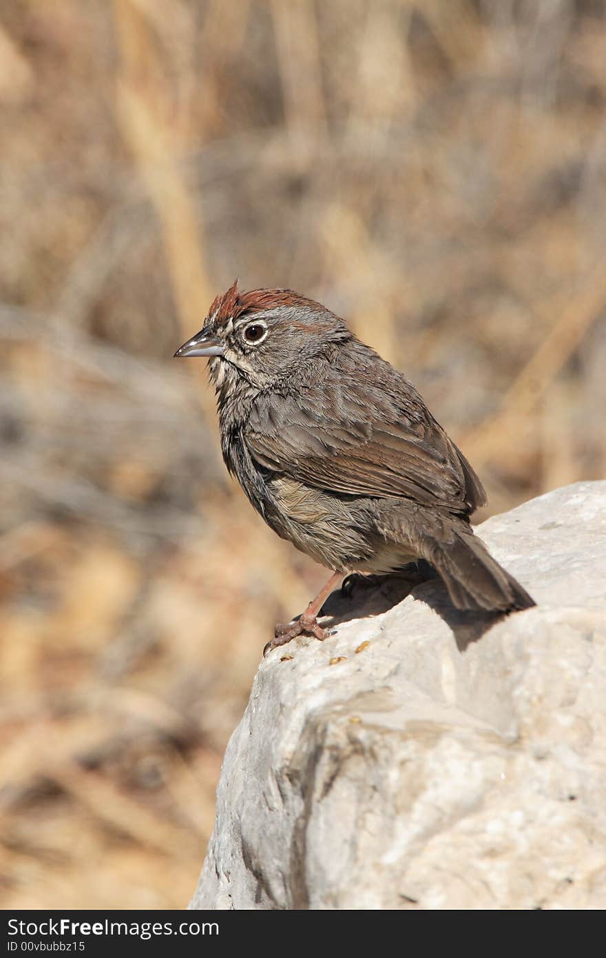 Rufous-Crowned Sparrow at Guadalupe Mountains National Park