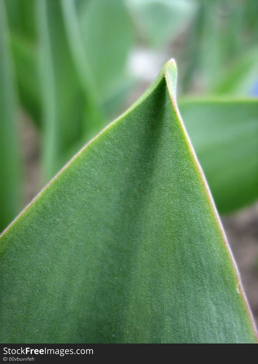 Leaf