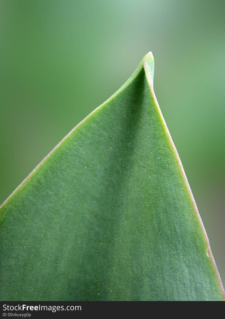 Leaf