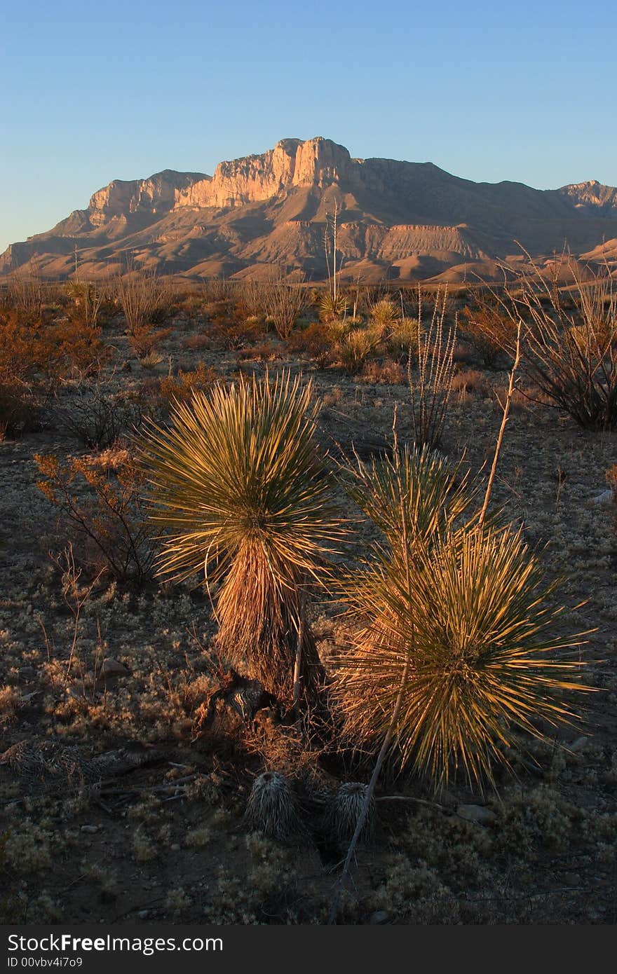 Yucca and El Capitan at sunset - Guadalupe Mountains National Park