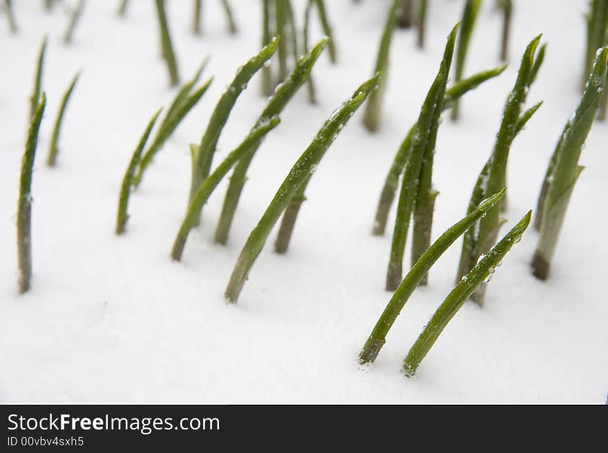 Plants in snow