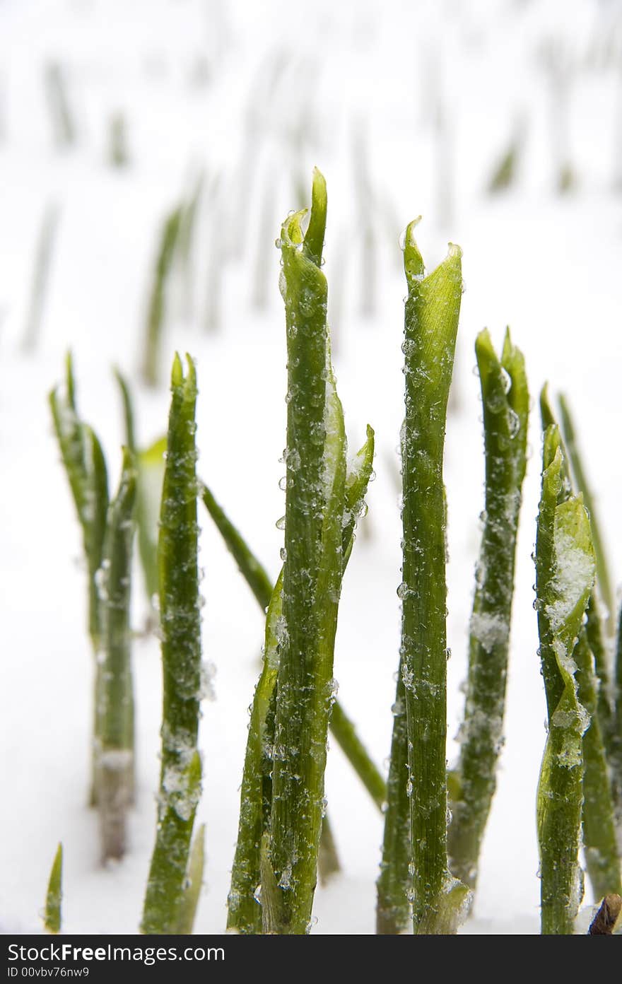 The Plants in snow. Dripped water on herb