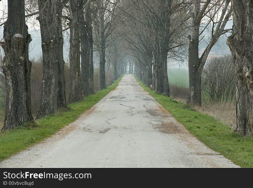 Alley of trees near the countryside road. Alley of trees near the countryside road