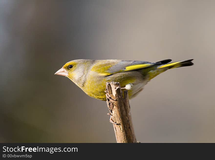 Greenfinch (Carduelis Chloris)