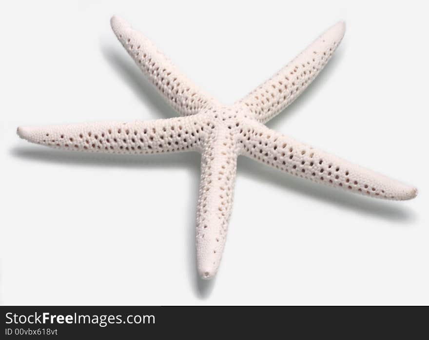 White starfish