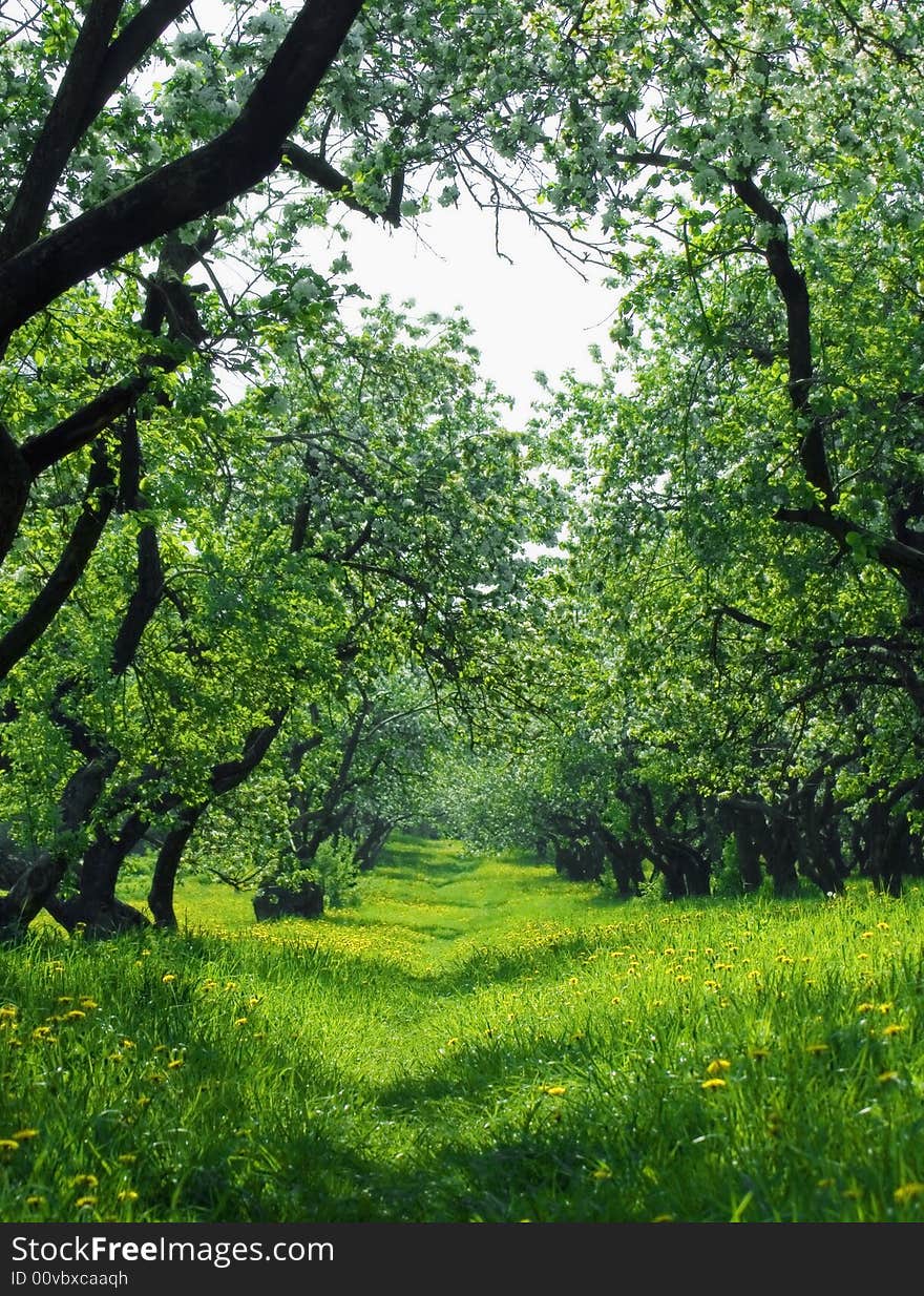 Blossoming spring garden. Green forest in may day