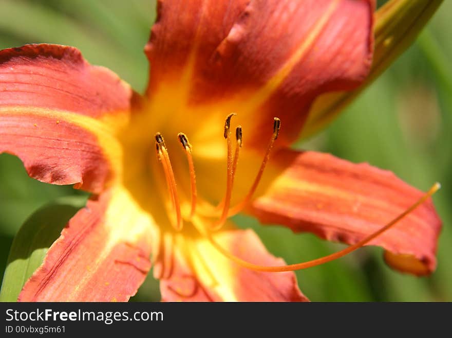 Red flower close up