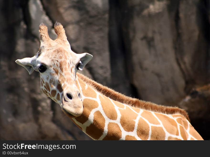 A close up of giraffe standing tall in front of some rocks