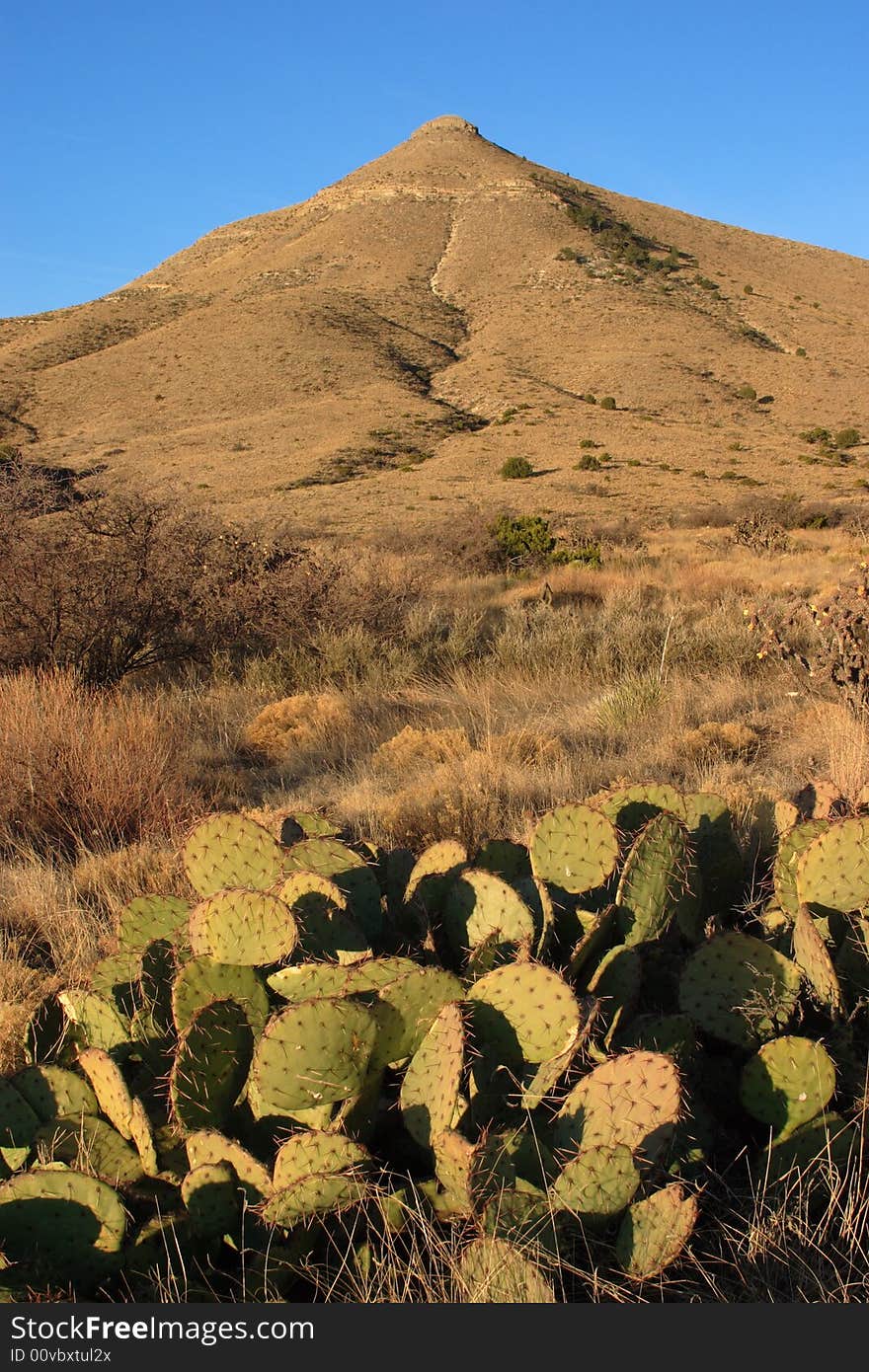 Chihuahuan Desert scene - Guadalupe Mountains National Park. Chihuahuan Desert scene - Guadalupe Mountains National Park