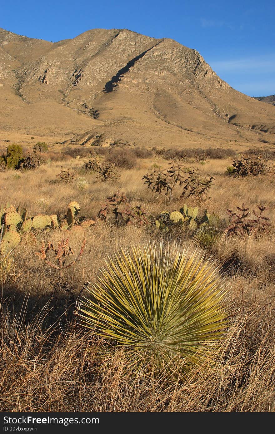 Chihuahuan Desert