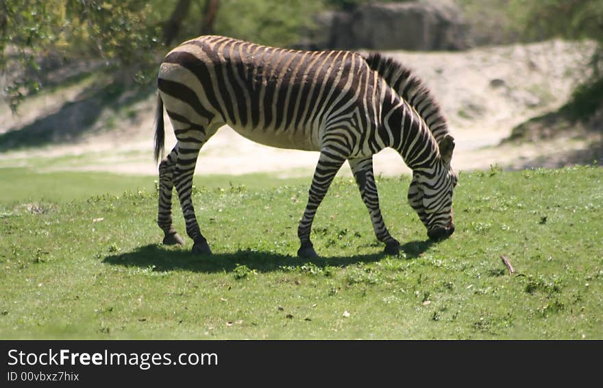 A zebra grazing on some grass