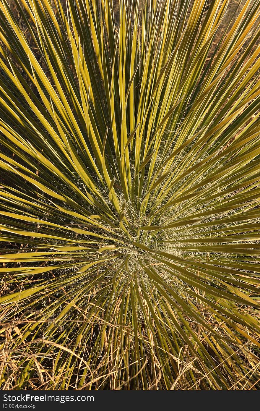 Desert Beauty