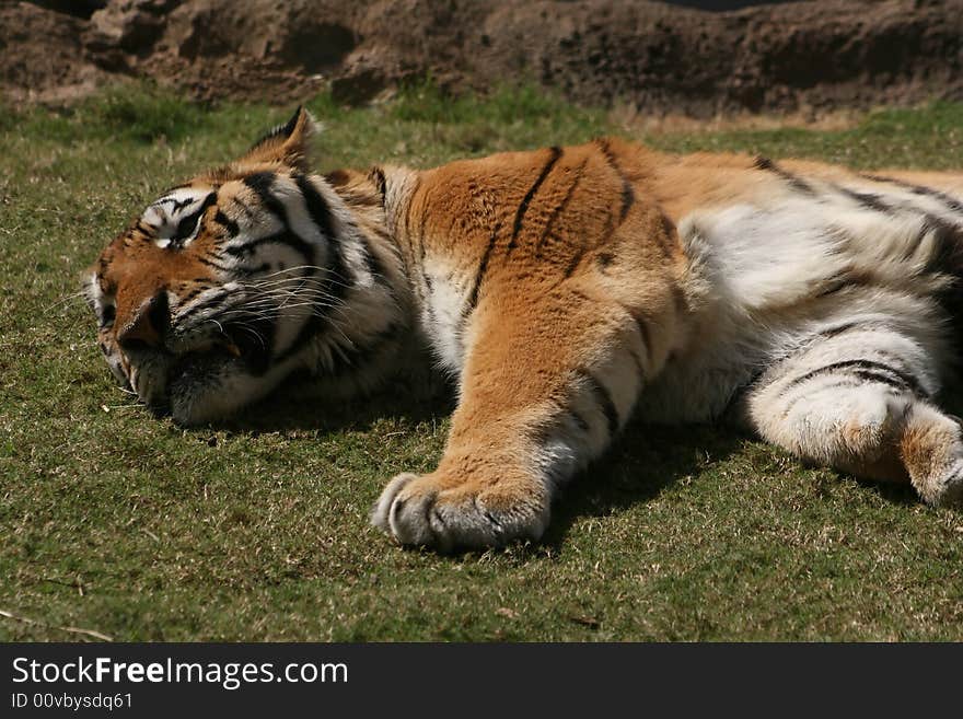 Resting tiger