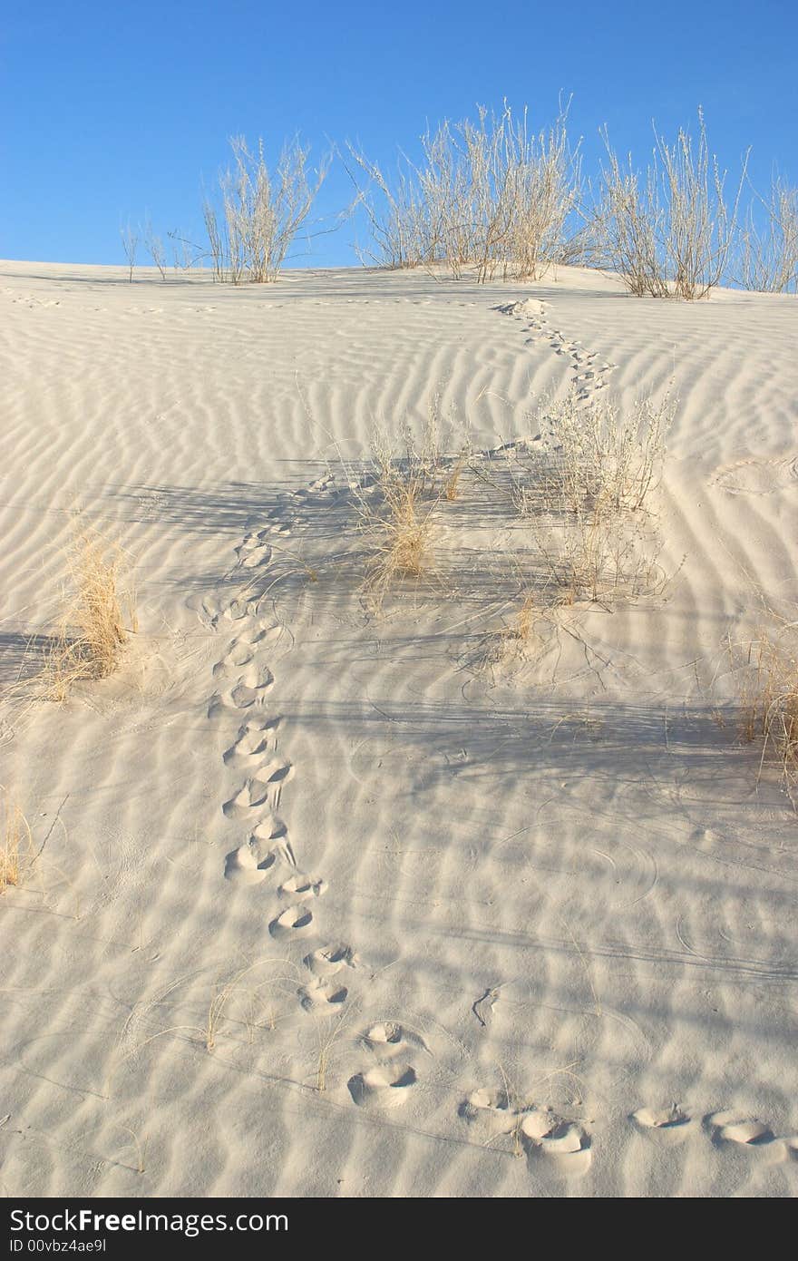 Animal tracks in the Gypsum Sand Dunes of Guadalupe Mountains National Park. Animal tracks in the Gypsum Sand Dunes of Guadalupe Mountains National Park