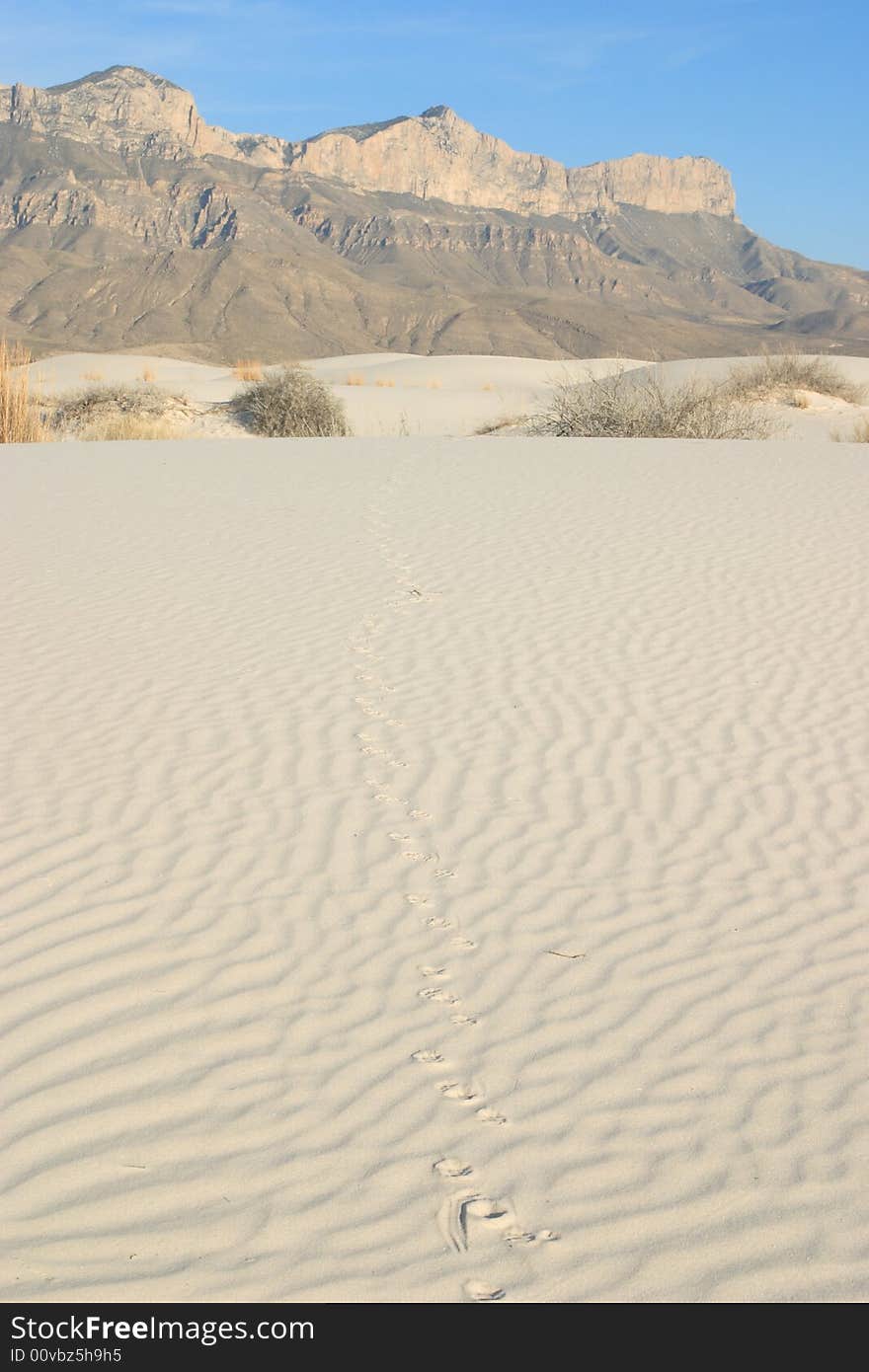 Gysum sand dunes with tracks leading towards El Capitan in the Background - Guadalupe Mountains National Park. Gysum sand dunes with tracks leading towards El Capitan in the Background - Guadalupe Mountains National Park